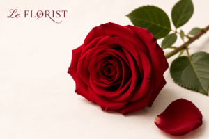 rose-color-meaning-bangla